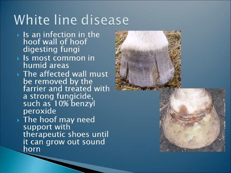 Is an infection in the hoof wall of hoof digesting fungi Is most common